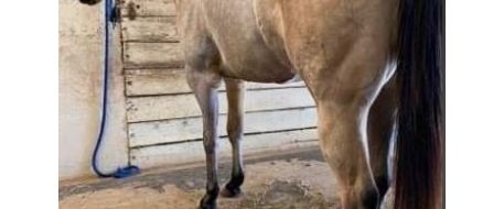 HORSE ATTACK - Sister released from MS vet hospital after being shot.