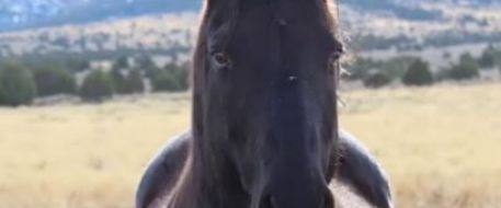 HORSE ATTACK - Bob, a Toole County UT horse killed in deadly shooting