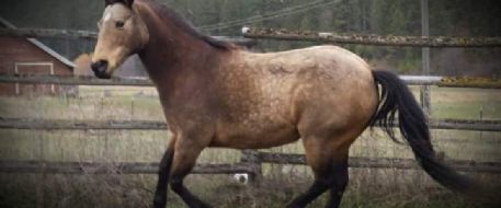 HORSE ATTACK - Horse Shot in Marion, MT. Owner Searches for Answers