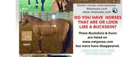 NETPOSSE.COM ALERTS FOR BUCKSKIN HORSES