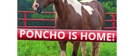 Missing Horse Poncho Is Home!!!