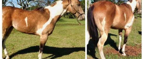 Miami Dade County Horse Is Missing And Considered Stolen