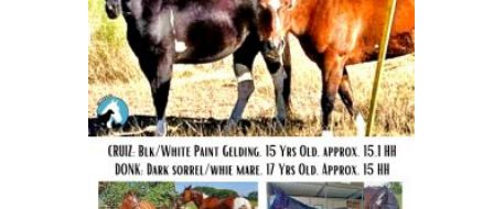 PRESS RELEASE Two Horses Stolen From Floresville, TX Need Help