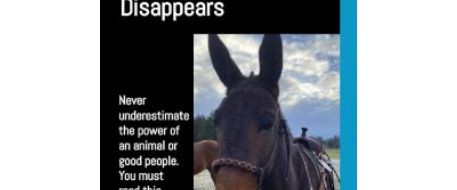 Hickory the Mule Leades Hikers To Injured Owner, Then Disappears