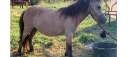 Stolen miniature horse is found in Panola County Mississippi