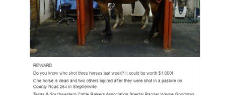 Horse Attack: 1,000 Reward for Info After Three Horses Shot In TX