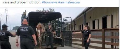 8 horses rescued from terrible conditions in Houston