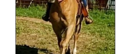 Val, A horse reported as missing from Butler County PA is found dead