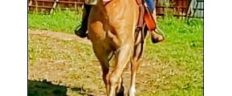 Val, A horse reported as missing from Butler County PA is found dead