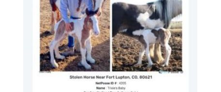 Devastated Family in Search of Missing Newborn Colt