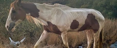Starving horse found and owner sought in California