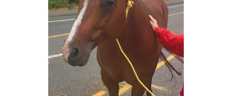 Snohomish County Sheriff's Office needs to find owner of lost horse