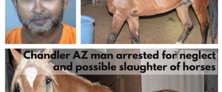 Chandler AZ man arrested for neglect and possible slaughter of horses