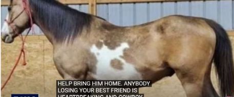 Lakeville family searching for horse, Jack, they fear was stolen