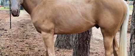 NetPosse Facebook Posts KCSO seeks public help in death of horse in ID