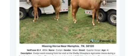 Barrel Horse  Disappears from  Shelby  County  TN Agricenter