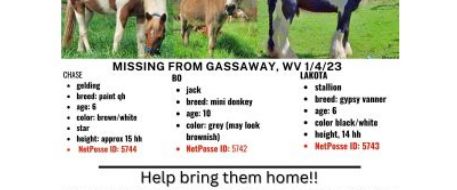 Press Release - Three Horses Missing From Gassaway, WV, Need Help