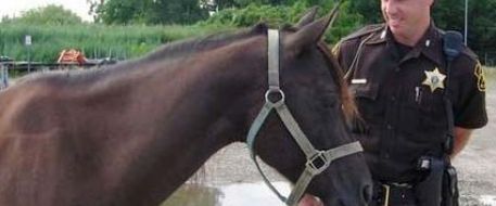 Found horse in Port Huron, MI has found owner!