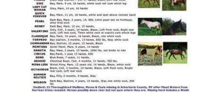 New York 22: Missing Stallions, Mares and Foals After Hurricane Irene