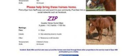 Zip and Blaze, Church Camp Horses Stolen