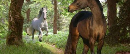 Just for Fun: Two Horses