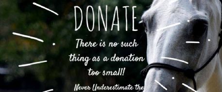Stolen Horse International Seeks 2012 Auction Donations to Help Victims