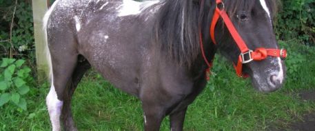 Stolen pony reunited with owner after being found in a rescue
