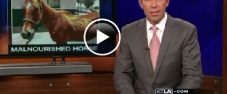 Are "found" horses really abandoned?