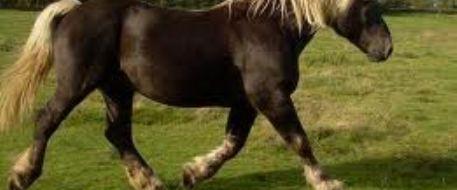French Horses Stolen and Sold for Meat 