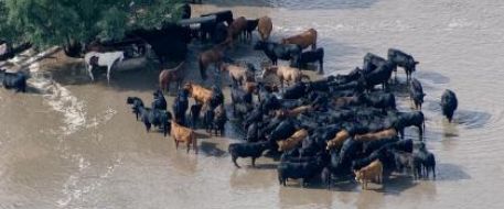Disaster - Ranchers Rescue Horses, Cattle in Colorado Flood