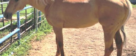Do You Know This Palomino Mare Found in NM 