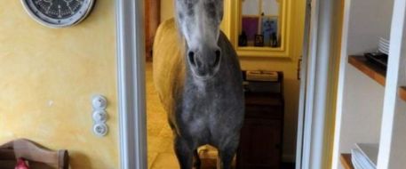Escaped horse walks in neighbors home