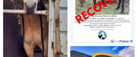 Missing horse found months later on Co mountain