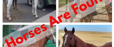 Four lost horses in Sierra NV mountains recovered