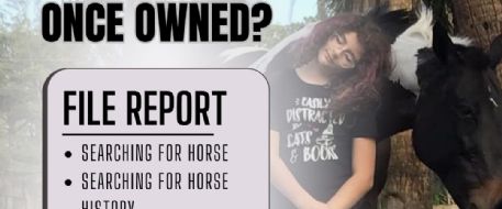 What Are NetPosse Searching For Horse Alerts?