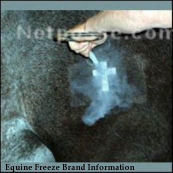 Equine Freeze Brand Information