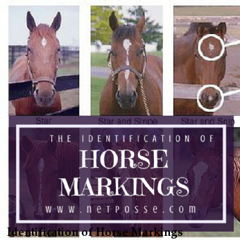 Identification of Horse Markings