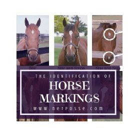 Identification of Horse Markings