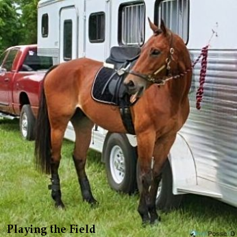 Playing the Field 