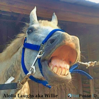 Alotta Laughs aka Willie