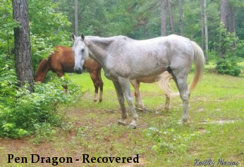 Pen Dragon - Recovered