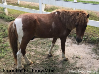 Found in FL- Pony/Mini