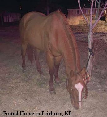 Found Horse in Fairbury, NE