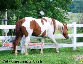 Pet - One Penny Cash