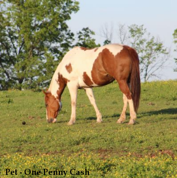 Pet - One Penny Cash