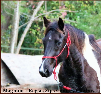 Magnum -  Reg as Zips Country Cowboy