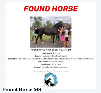 Found Horse MS