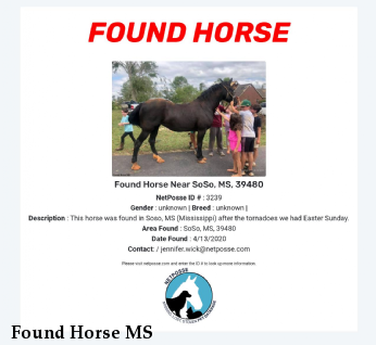 Found Horse MS