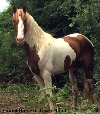 Found Horse in Texas Flood