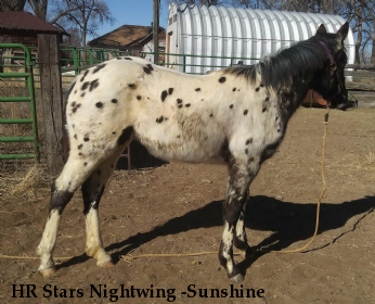 HR Stars Nightwing -Sunshine